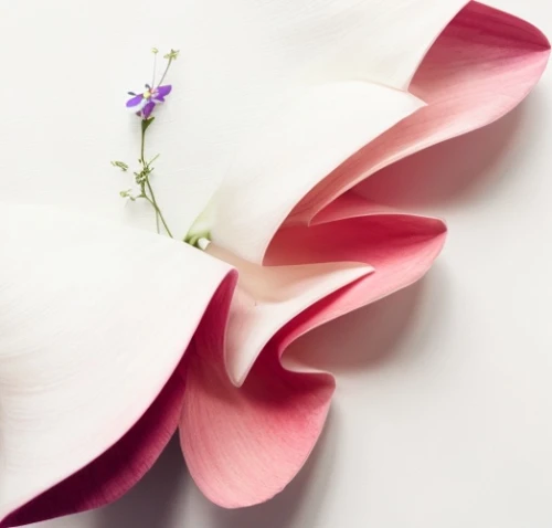 magnolia flower,tulip magnolia,flowers png,calla lily,magnolia blossom,floral digital background,pink tulip,calla lilies,tulip background,tulipa,pink lisianthus,white magnolia,flower background,magnolia flowers,tulips magnolia,the petals overlap,white floral background,paper flower background,magnolia,petals of perfection