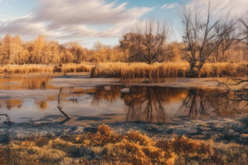 reeds wintry,freshwater marsh,winter landscape,altyn-emel national park,wetlands,swampy landscape,river landscape,wetland,landscape photography,salt meadow landscape,winter lake,autumn landscape,phragmites,reed grass,tidal marsh,floodplain,frozen lake,fall landscape,landscape nature,snake river lakes