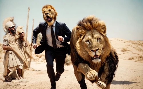 two lion,lion father,skeezy lion,male lions,lions,lion,lion number,lion - feline,to roar,biblical narrative characters,lion's coach,male lion,she feeds the lion,king of the jungle,lion white,lionesses,masai lion,king david,lion children,panthera leo,Common,Common,Film
