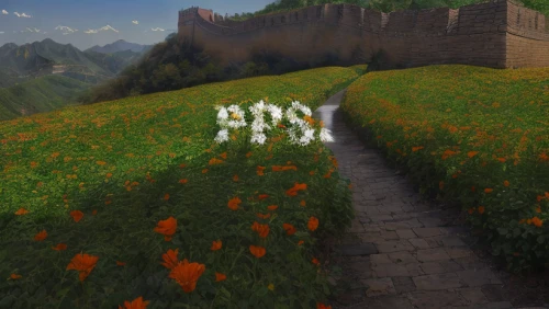 bastion,b3d,way of the roses,flower banners,great wall,flower border,blooming grass,bhutan,poppy field,field of flowers,the mystical path,landscape background,wall,everlasting flowers,great wall of china,flower field,great wall wingle,flower delivery,field of poppies,floral border,Light and shadow,Landscape,Great Wall