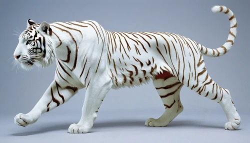 white bengal tiger,white tiger,a tiger,tiger png,bengal tiger,diamond zebra,type royal tiger,bengal,schleich,asian tiger,siberian tiger,royal tiger,tigers,lion white,liger,tiger,bengalenuhu,tiger cat,zebra,quagga,Photography,Fashion Photography,Fashion Photography 04