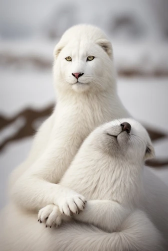 cute animals,polar bear children,polar bears,otters,tenderness,seals,white lion family,cute animal,baby with mom,winter animals,arctic fox,funny animals,mothers love,young polar bear,kawaii animals,relaxing massage,arctic,motherly love,mother and son,head massage