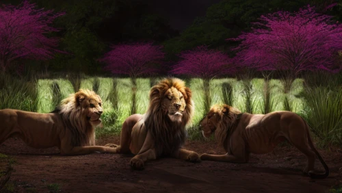 lionesses,male lions,lions,lion children,forest king lion,three kings,panthera leo,lions couple,equines,fantasy picture,three wise men,forest animals,druids,lion father,two lion,lion number,white lion family,scandia animals,arabian horses,african lion,Light and shadow,Landscape,Sky 4