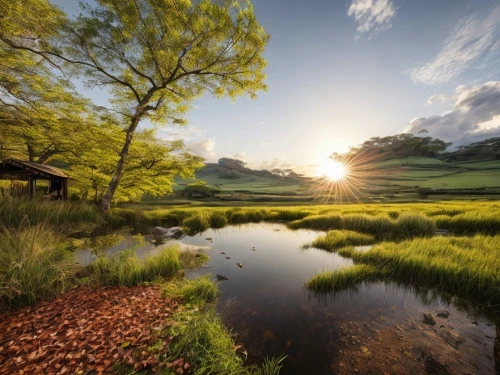 green landscape,ricefield,meadow landscape,japan landscape,rice fields,rice field,the rice field,landscape photography,freshwater marsh,paddy field,green meadow,home landscape,nature landscape,beautiful landscape,landscape nature,rural landscape,the chubu sangaku national park,natural landscape,hobbiton,grasslands,Common,Common,Photography