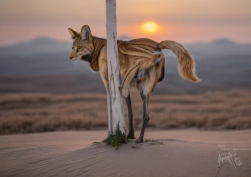 kunming wolfdog,desert fox,czechoslovakian wolfdog,new guinea singing dog,saarloos wolfdog,coyote,dingo,dog photography,vigilant dog,canaan dog,saluki,seppala siberian sleddog,formosan mountain dog,dog-photography,belgian shepherd malinois,native american indian dog,kit fox,african wild dog,vicuna,estrela mountain dog