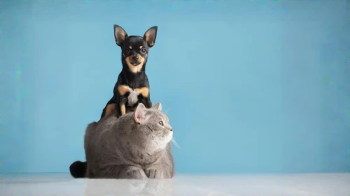 oriental shorthair,dog - cat friendship,cornish rex,dog and cat,peterbald,dobermannt,english toy terrier,abyssinian,malinois and border collie,miniature pinscher,pet vitamins & supplements,toy fox terrier,animals play dress-up,animal film,two cats,funny animals,rabbit family,cat and mouse,whimsical animals,tom and jerry