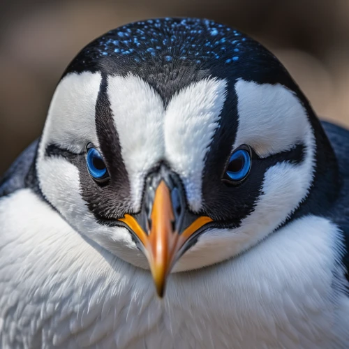 chinstrap penguin,atlantic puffin,dwarf penguin,puffin,arctic penguin,antarctic bird,magellanic penguin,penguin,african penguin,fairy penguin,gentoo penguin,penguin chick,young penguin,rock penguin,collared inca,white-crowned,baby-penguin,galliformes,gentoo,humboldt penguin,Photography,General,Natural