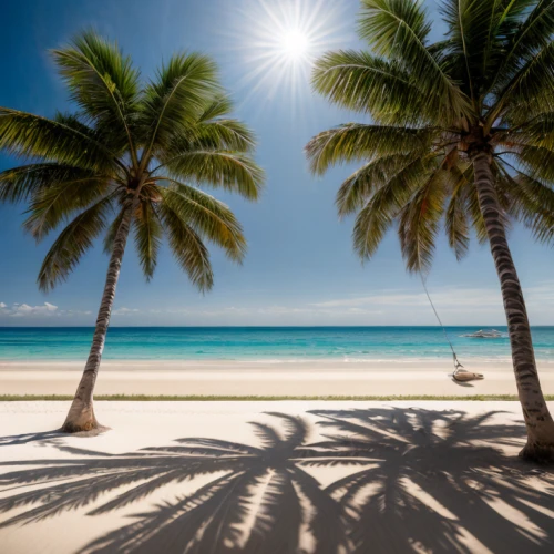 coconut palms,coconut trees,caribbean beach,tropical beach,caribbean,the caribbean,coconut palm tree,dominican republic,cuba beach,dream beach,white sand beach,coconuts on the beach,white sandy beach,coconut tree,caribbean sea,philippines,coconut palm,beautiful beaches,punta-cana,paradise beach