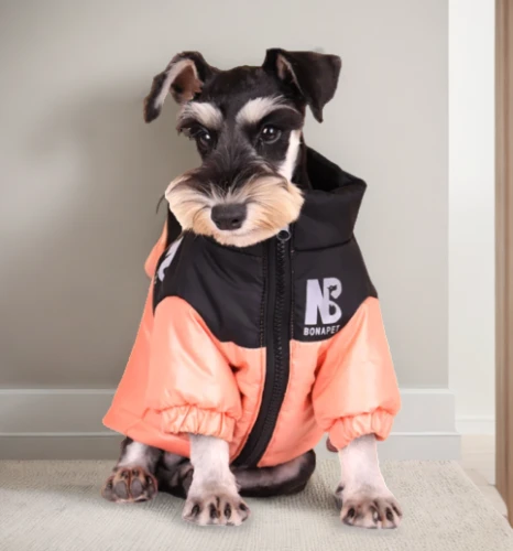 rain suit,raincoat,boston terrier,national parka,herd protection dog,windbreaker,chihuahua,high-visibility clothing,rat terrier,stylish boy,north face,english toy terrier,parka,biewer terrier,chihuahua mix,fashion model,summer coat,fashionable,chihuahua poodle mix,workwear,Interior Design,Living Room,NorthernEurope,Nordic Minimalism