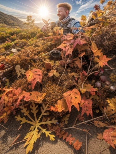 autumn background,autumn frame,fall foliage,autumn chores,fall landscape,round autumn frame,autumn wreath,autumn photo session,fall harvest,autumn theme,colors of autumn,fall colors,autumn sun,in the fall,autumn colors,autumn camper,oregon grape,fall,heuchera,autumn foliage,Common,Common,Photography