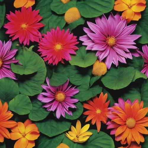 flowers png,floral digital background,chrysanthemum background,flower background,african daisies,gerbera daisies,colorful daisy,colorful flowers,wood daisy background,floral rangoli,zinnias,floral background,australian daisies,pink daisies,paper flower background,violet chrysanthemum,barberton daisies,flowers pattern,dahlias,retro flowers,Photography,Fashion Photography,Fashion Photography 19