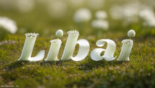 decorative letters,libra,alphabet letters,wooden letters,scrabble letters,alphabet word images,alphabet letter,typography,grass blossom,blooming grass,horoscope libra,zodiac sign libra,bokeh effect,lalab,airbnb logo,linear,grass,3d albhabet,letters,dribbble logo,Realistic,Flower,Queen Anne's Lace