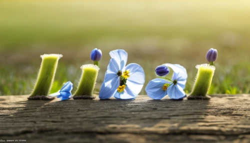 spring background,spring flowers,spring equinox,still life of spring,spring greeting,springtime background,blue flowers,spring flower,flower background,jonquils,spring nature,three flowers,daffodils,signs of spring,flowers png,muscari,bookmark with flowers,field flowers,tulpenbüten,beginning of spring,Realistic,Flower,Forget-me-not
