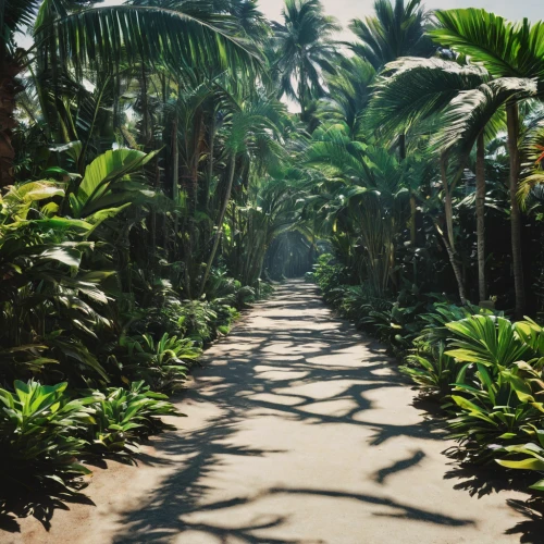 palm forest,palm field,palm garden,tropical jungle,pathway,palm pasture,palmtrees,palms,royal palms,tropical island,tropics,jungle,kohphangan,palm trees,coconut palms,palm branches,palm leaves,tropical greens,forest path,two palms,Photography,Black and white photography,Black and White Photography 03
