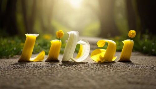 libra,librarian,banana,banana peel,bookmark with flowers,bananas,bookmark,nuphar,library,bibliology,library book,airbnb logo,bl,decorative letters,wooden letters,lilikoi,lemon background,little yellow,alphabet letter,books,Realistic,Flower,Daffodil