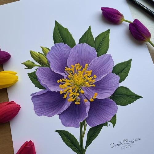 anemone purple floral,anemone japonica,purple anemone,watercolor flower,dahlia purple,flower illustration,purple dahlia,purple dahlias,watercolour flower,flower drawing,flower painting,flower illustrative,garden anemone,tree anemone,watercolour flowers,mandala flower illustration,anemone blanda,pasque-flower,watercolor flowers,anemone hupehensis' september charm,Conceptual Art,Daily,Daily 27