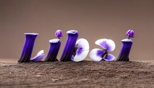 advent candles,candlestick for three candles,macro extension tubes,advent wreath,push pins,shabbat candles,advent candle,advent arrangement,libra,the first sunday of advent,miniature figures,purple salsify,the third sunday of advent,cinema 4d,the second sunday of advent,menorah,decorative letters,place card holder,tabletop photography,colored pins,Realistic,Flower,Viola