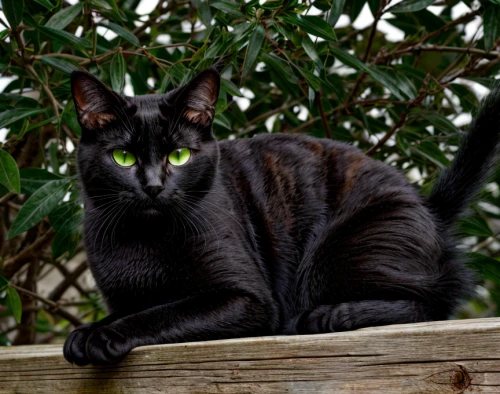 jiji the cat,feral cat,domestic short-haired cat,european shorthair,black cat,pet black,gray cat,oriental shorthair,ebony,yellow eyes,canis panther,cat european,siamese,breed cat,aegean cat,male model,chartreux,magpie cat,hollyleaf cherry,russian blue