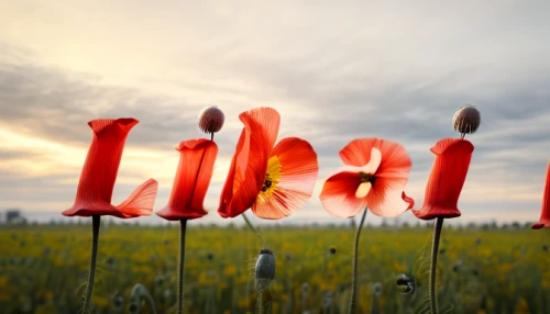 libra,lilikoi,luau,flower banners,decorative letters,lalab,bookmark with flowers,petal,ul,lillies,liberty,flower background,liberated,lira,scrabble letters,lipolaser,poppy flowers,alphabet word images,allah,linear,Realistic,Flower,Poppy