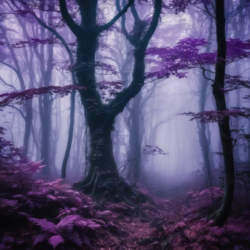 foggy forest,fairy forest,haunted forest,fairytale forest,enchanted forest,purple landscape,elven forest,forest of dreams,germany forest,autumn fog,autumn forest,forest dark,beech trees,forest floor,winter forest,forest tree,beech forest,the forest,foggy landscape,black forest,Illustration,Realistic Fantasy,Realistic Fantasy 46