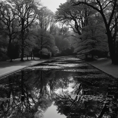 sefton park,reflection in water,monochrome photography,reflections in water,water reflection,tiergarten,puddle,reflecting pool,peasholm park,mirror water,water mirror,reflection of the surface of the water,reflections,bare trees,reflected,beech trees,row of trees,mirror reflection,walk in a park,reflection,Photography,Black and white photography,Black and White Photography 03
