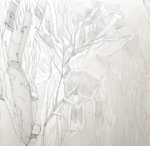 birch forest,frame drawing,birch tree illustration,swampy landscape,birch trees,deciduous forest,old-growth forest,snow drawing,tree bark,trees with stitching,brushwood,ghost forest,foliage coloring,the roots of the mangrove trees,leaf drawing,tree canopy,forest dieback,birch tree background,deadvlei,beech trees