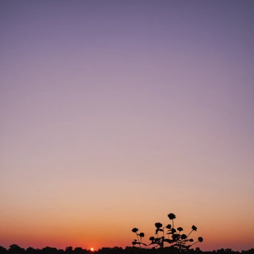 lone tree,tree silhouette,dusk background,isolated tree,sunsets,bare tree,pink dawn,sunset,cloudless,daybreak,sunrise,flickr,setting sun,summer sky,flower in sunset,before sunrise,silhouette against the sky,old tree silhouette,evening sky,autumn sky,Photography,Documentary Photography,Documentary Photography 35