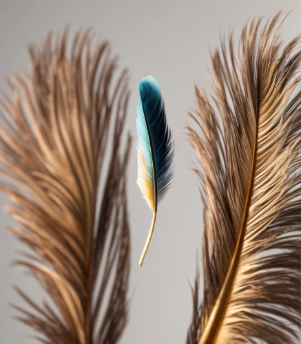 peacock feather,hawk feather,feather jewelry,peacock feathers,bird feather,feather,pigeon feather,feather bristle grass,parrot feathers,chicken feather,swan feather,feather on water,feather pen,feather headdress,beak feathers,black feather,color feathers,feathers,prince of wales feathers,white feather,Common,Common,Natural