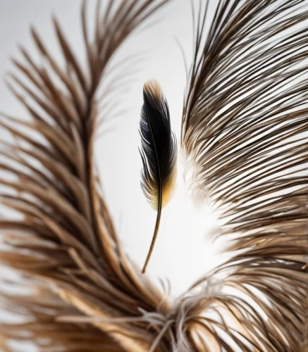ostrich feather,peacock feather,hawk feather,peacock feathers,feather headdress,swan feather,beak feathers,feather jewelry,prince of wales feathers,feather bristle grass,black feather,feather,pigeon feather,chicken feather,white feather,feathers,seed-head,bird feather,parrot feathers,teasel,Common,Common,Natural