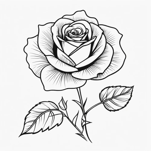 rose flower illustration,rose flower drawing,rose drawing,flower line art,rose png,coloring pages,coloring page,roses pattern,bicolored rose,arrow rose,rosa,lady banks' rose,lady banks' rose ,rose flower,flower illustration,flower rose,landscape rose,botanical line art,flower drawing,noble roses,Illustration,Black and White,Black and White 04