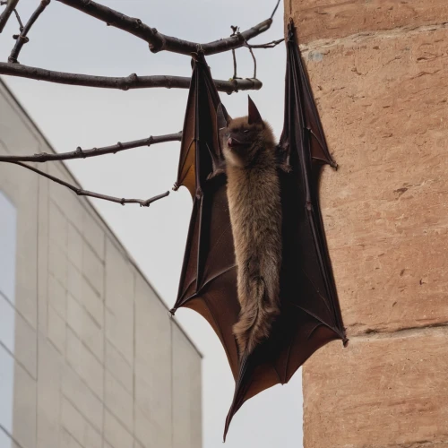 hanging bat,big brown bat,little brown myotis,bat,pipistrelles,megabat,fruit bat,vampire bat,flying fox,common pipistrelle,little red flying fox,tropical bat,mouse eared bat,bats,sciurus,sciurus carolinensis,bat smiley,hanging cat,sciurus major,aye-aye,Conceptual Art,Oil color,Oil Color 15