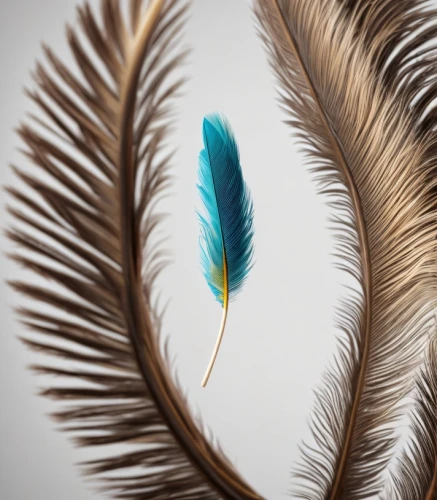 feather jewelry,peacock feather,hawk feather,feather headdress,peacock feathers,feather,bird feather,white feather,chicken feather,swan feather,pigeon feather,parrot feathers,feathers,color feathers,feather on water,beak feathers,black feather,feather pen,feathers bird,indian headdress,Common,Common,Natural