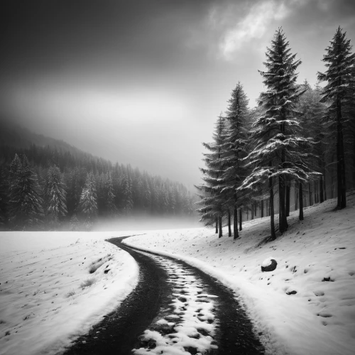 snow trail,winter landscape,snow landscape,winter forest,snowy landscape,the mystical path,monochrome photography,the path,northern black forest,carpathians,hiking path,pathway,snowfield,wooden path,forest path,the snow falls,landscape photography,winter background,wintry,the way of nature,Photography,Documentary Photography,Documentary Photography 25