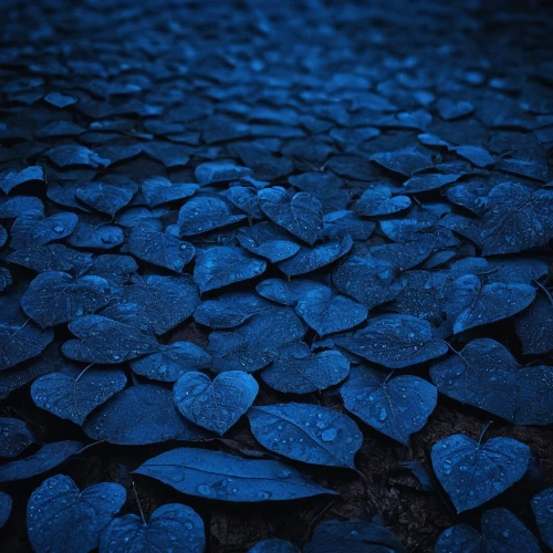 blue petals,blauara,blue hydrangea,forest floor,fallen leaf,fallen petals,fallen leaves,blue heart,watery heart,cobblestone,cobblestones,cobalt,cobalt blue,beach glass,stone background,blue butterflies,cobble,blue mold,glitter leaves,blue rain,Photography,Documentary Photography,Documentary Photography 18