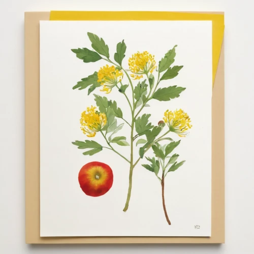 floral greeting card,yellow beets,loosestrife and pomegranate family,chrysanthemum cherry,helichrysum,flower illustration,hypericum,blossoming apple tree,blossom gold foil,rose hip plant,yellow raspberries,botanical line art,flower and bird illustration,apple flowers,yellow chrysanthemum,rosehips,stone fruit,korean chrysanthemum,yellow currants,apple trees,Illustration,Paper based,Paper Based 22