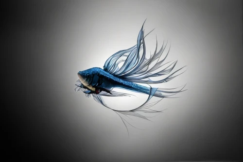 blue fish,betta fish,siamese fighting fish,blue angel fish,betta splendens,sailfish,fighting fish,angelfish,blue butterfly background,feather on water,anglerfish,deep sea fish,betta,coenagrion,surface lure,blue stripe fish,sea swallow,fishing lure,butterfly fish,fish in water,Art sketch,Art sketch,15th Century
