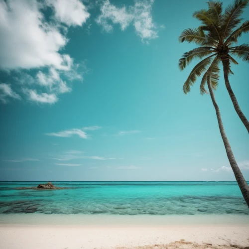 tropical beach,dream beach,caribbean beach,tropical sea,beach landscape,coconut tree,coconut trees,antilles,coconut palm tree,tropical floral background,caribbean,beautiful beaches,coconut palms,beautiful beach,caribbean sea,tropical island,the caribbean,paradise beach,tropical house,beach scenery,Photography,Black and white photography,Black and White Photography 02