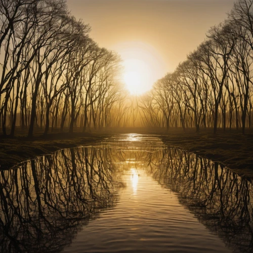 sun reflection,dutch landscape,the netherlands,polder,reflections in water,reflection in water,water reflection,friesland,netherlands,landscape photography,golden sun,bare trees,north holland,mirror water,floodplain,mirror reflection,reflection of the surface of the water,the danube delta,reflecting pool,row of trees,Conceptual Art,Oil color,Oil Color 15