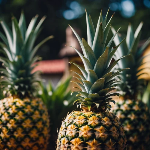 pineapple background,pineapple wallpaper,ananas,fresh pineapples,pineapple pattern,pineapple field,pineapple basket,mini pineapple,pineapple plant,pineapple fields,pineapple farm,pineapples,small pineapple,pineapple,pinapple,ananas comosus,young pineapple,fir pineapple,a pineapple,pineapple cocktail,Photography,General,Cinematic