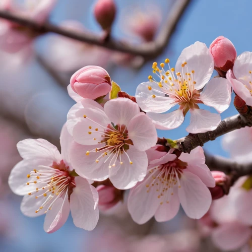 apricot flowers,plum blossoms,japanese cherry,almond blossoms,apricot blossom,almond tree,sakura flowers,cherry blossom branch,sakura cherry tree,japanese cherry blossom,japanese cherry blossoms,plum blossom,sakura flower,almond blossom,sakura branch,sakura blossoms,flowering cherry,fruit blossoms,ornamental cherry,sakura tree,Photography,General,Natural