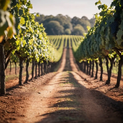 southern wine route,vineyards,grape plantation,viticulture,vineyard,wine grapes,wine growing,vineyard grapes,castle vineyard,grape vines,wine region,wine-growing area,winegrowing,grapevines,wine country,wine harvest,table grapes,wines,wine cultures,passion vines,Photography,General,Cinematic