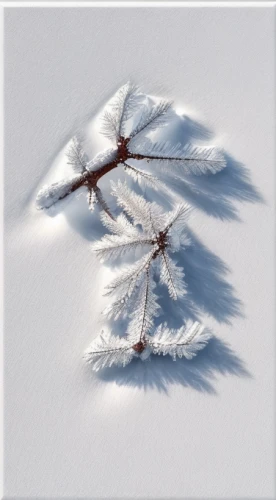 snow tree,hoarfrost,isolated tree,white snowflake,winter tree,snow trees,snowy still-life,ice landscape,snowdrift,ice crystal,red snowflake,snowy tree,wind rose,fractal art,snow ring,crevasse,snow landscape,snow flake,fir-tree branches,multiple exposure,Material,Material,Toothed Oak