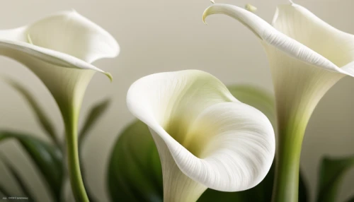 calla lilies,easter lilies,calla lily,giant white arum lily,tulip white,white lily,peace lilies,white tulips,galanthus,calla,madonna lily,peace lily,white trumpet lily,white orchid,cypripedium,lilies,lily of the valley,lilies of the valley,flowers png,lillies,Realistic,Flower,Calla Lily