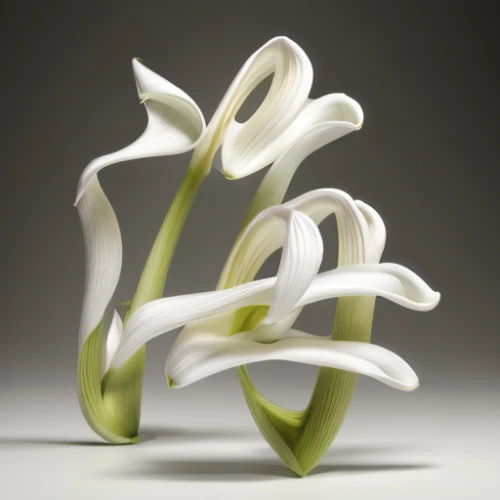 flowers png,easter lilies,ikebana,white lily,lilium candidum,hymenocallis,flower vase,white trumpet lily,madonna lily,calla lily,tuberose,calla lilies,lilies,lily flower,bicolored flower,lillies,decorative flower,vase,grass lily,glasswares,Realistic,Flower,Calla Lily
