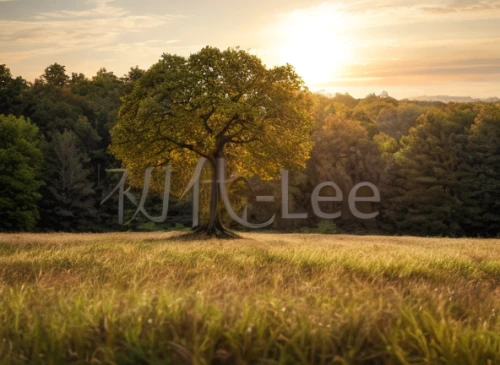 meadow landscape,landscape background,lone tree,isolated tree,ore mountains,birch tree background,background view nature,landscape photography,elbe sandstone mountains,bare tree,tree slice,meadow and forest,autumn background,deciduous tree,oak tree,mecklenburg,copse,landscape nature,maple tree,salt meadow landscape,Material,Material,North American Oak
