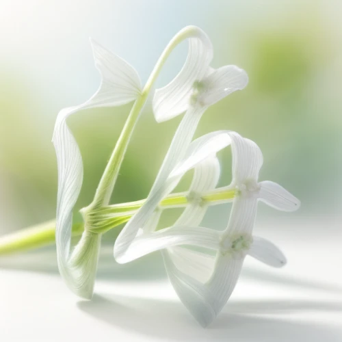 flowers png,easter lilies,tuberose,lily of the valley,white lily,jasminum,madonna lily,delicate white flower,white jasmine,white flower,spring leaf background,lily of the field,cape jasmine,stitchwort,ornithogalum,white floral background,hymenocallis,flower background,flower jasmine,jasmine flower,Realistic,Flower,Forget-me-not