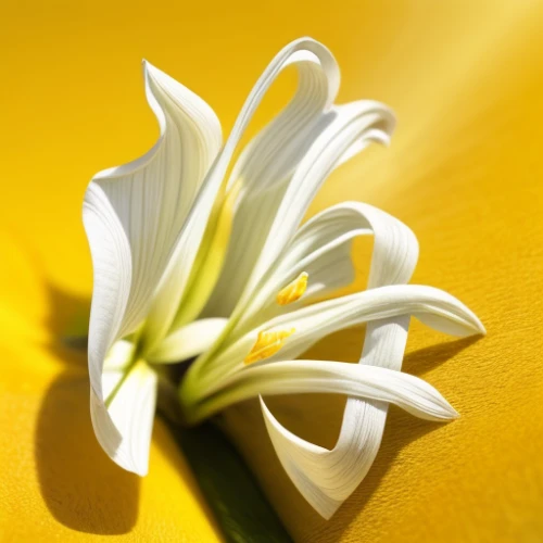 lilium candidum,easter lilies,flowers png,yellow petal,lily flower,white lily,tuberose,yellow avalanche lily,avalanche lily,ylang-ylang,madonna lily,day lily flower,gold flower,lemon flower,yellow bell flower,yellow petals,yellow canada lily,yellow flower,decorative flower,trumpet flower,Realistic,Flower,Freesia