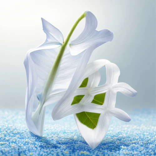 flowers png,white lily,easter lilies,hymenocallis,madonna lily,white trumpet lily,tulip white,white flower,lisianthus,grass lily,flower background,lily flower,lily of the field,salt flower,lily water,water flower,lily of the valley,gentians,flower illustrative,snowdrop,Realistic,Flower,Forget-me-not