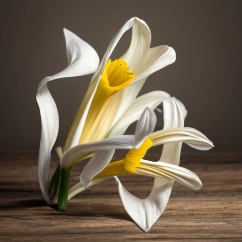 easter lilies,lilium candidum,flowers png,avalanche lily,white lily,madonna lily,tulip white,calla lilies,tulipa,calla lily,tuberose,white trumpet lily,ornithogalum,lilies,lillies,lily flower,tulip bouquet,still life photography,white tulips,flower arrangement lying,Realistic,Flower,Daffodil