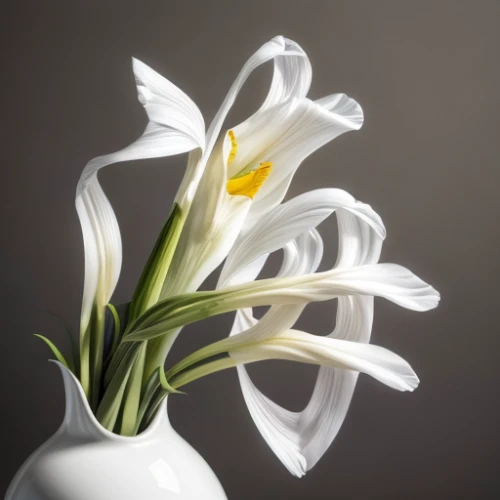 easter lilies,madonna lily,lilium candidum,white lily,ornithogalum,tulip white,avalanche lily,hymenocallis,flowers png,calla lily,calla lilies,white trumpet lily,stargazer lily,tuberose,crinum,lillies,ikebana,lilies,lilium formosanum,day lily,Realistic,Flower,Gladiolus